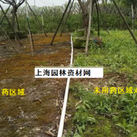 草坪里的雜草怎么去除，上海綠化養(yǎng)護草坪雜草如何管理