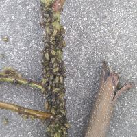 上海園林綠化養(yǎng)護病蟲害高發(fā)，欒樹多態(tài)芽蟲防治